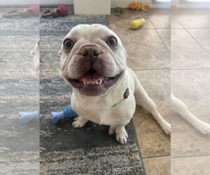 French Bulldog Dogs for adoption in Las Vegas, NV, USA