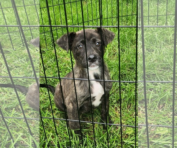 Medium Photo #1 German Shepherd Dog-Unknown Mix Puppy For Sale in SHERBURNE, NY, USA