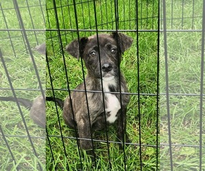 German Shepherd Dog-Unknown Mix Dogs for adoption in SHERBURNE, NY, USA
