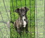 Small German Shepherd Dog Mix