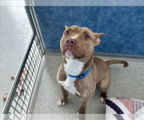 Medium Photo #1 Mutt Puppy For Sale in Fort Collins, CO, USA