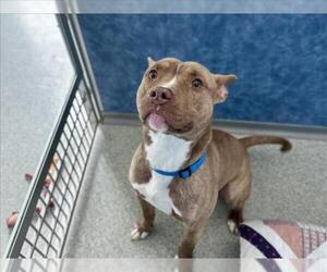 Mutt Dogs for adoption in Fort Collins, CO, USA