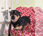 Small Photo #3 Chipin Puppy For Sale in Pacolet, SC, USA