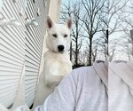 Small Photo #1 Huskies -Unknown Mix Puppy For Sale in Bellmawr, NJ, USA