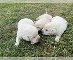 Small Photo #7 Labrador Retriever Puppy For Sale in CLINTONVILLE, WI, USA