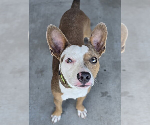 Medium Photo #1 Basenji-Unknown Mix Puppy For Sale in Lakewood, CO, USA