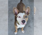 Small Basenji Mix