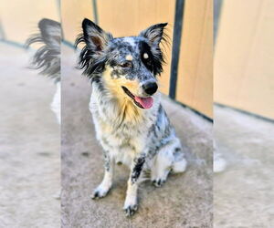 Mutt Dogs for adoption in Oak Bluffs, MA, USA