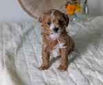 Puppy Luka Poovanese
