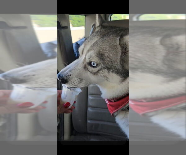 Medium Photo #7 Siberian Husky Puppy For Sale in Severn, MD, USA