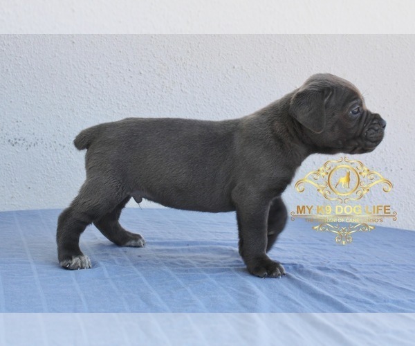 Medium Photo #6 Cane Corso Puppy For Sale in PALMDALE, CA, USA