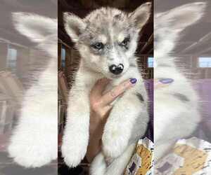 Pomsky Puppy for sale in WOODBURN, IN, USA