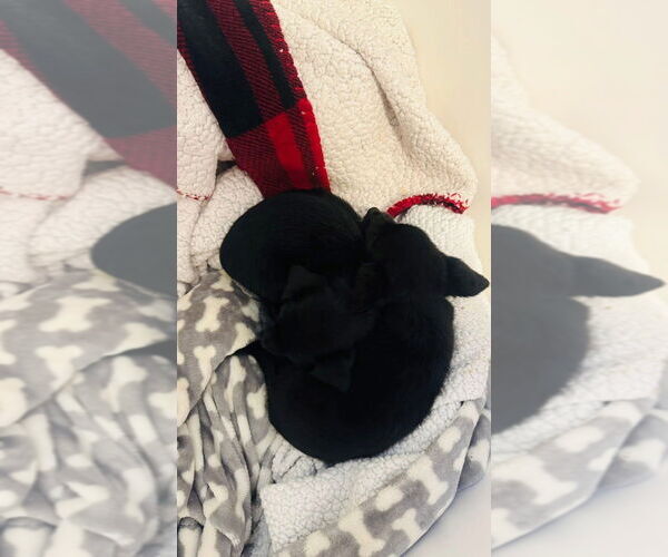 Medium Photo #4 Chiweenie Puppy For Sale in Aurora, IN, USA