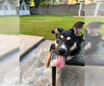 Small #1 American Staffordshire Terrier Mix