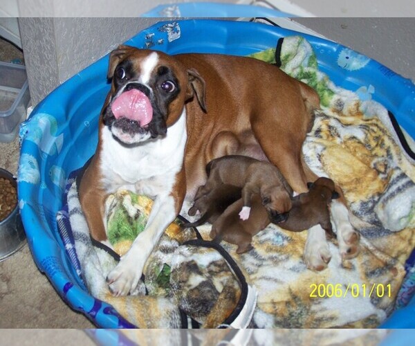 Medium Photo #3 Boxer Puppy For Sale in BISMARCK, AR, USA