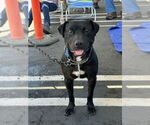 Small #33 Labrador Retriever Mix