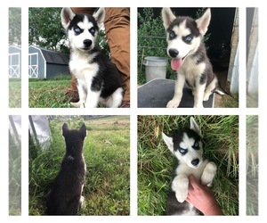 Siberian Husky Puppy for sale in FAYETTEVILLE, AR, USA