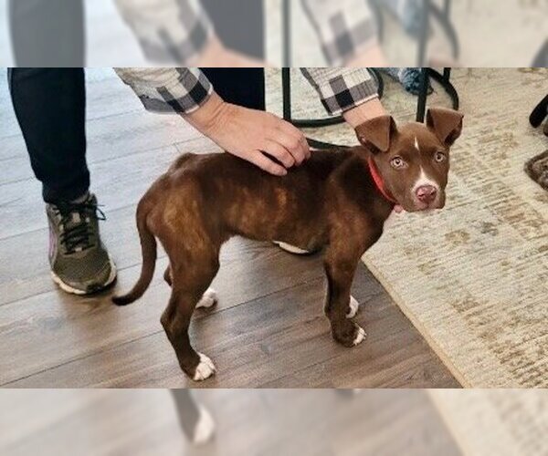 Medium Photo #5 American Pit Bull Terrier-Unknown Mix Puppy For Sale in Rockaway, NJ, USA
