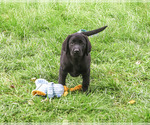 Small Photo #6 Labrador Retriever Puppy For Sale in SYRACUSE, IN, USA