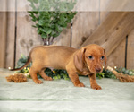 Small #1 Dachshund