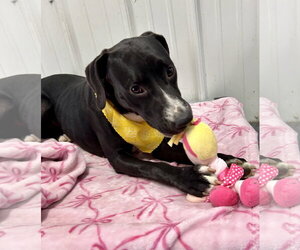Marcella - Female American Staffordshire Terrier-Mountain Cur Mix Dog for Adoption - Photo #5