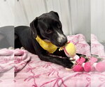 Small Photo #5 American Staffordshire Terrier-Mountain Cur Mix Puppy For Sale in Corning, AR, USA