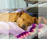 Small Photo #5 Carolina Dog-Labrador Retriever Mix Puppy For Sale in Des Moines, IA, USA