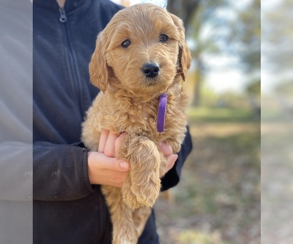 Medium Photo #4 Goldendoodle Puppy For Sale in CROCKETT, TX, USA