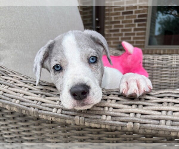 Medium Photo #4 Great Dane-Unknown Mix Puppy For Sale in Lakewood, CO, USA