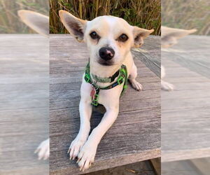 Chihuahua Dogs for adoption in San Diego, CA, USA