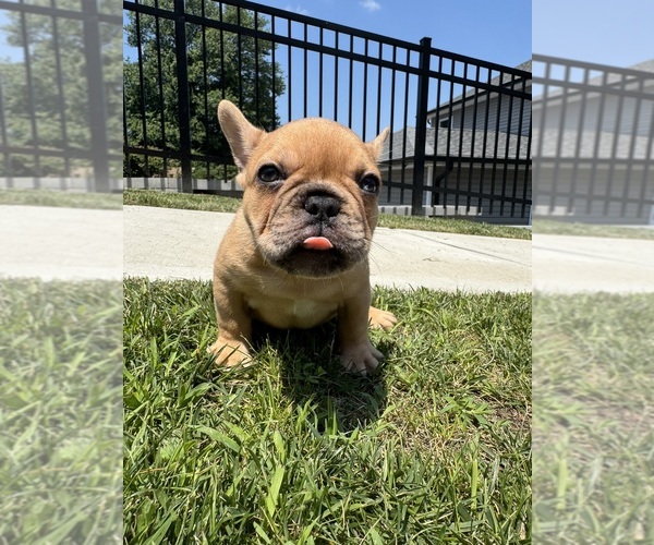 Medium Photo #20 French Bulldog Puppy For Sale in SAYREVILLE, NJ, USA