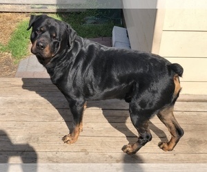 Father of the Rottweiler puppies born on 03/06/2019
