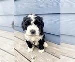 Puppy Male 3 Bernedoodle