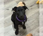 Small #1 Labrador Retriever Mix