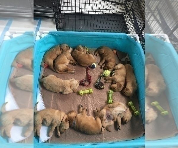 Medium Photo #4 Golden Retriever Puppy For Sale in SANFORD, NC, USA
