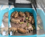 Small #3 Golden Retriever