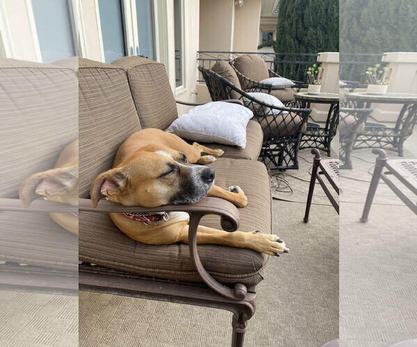 Medium Photo #5 Boxador Puppy For Sale in Dana Point, CA, USA