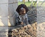 Small #1 Wirehaired Pointing Griffon