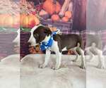 Small #9 American Pit Bull Terrier Mix