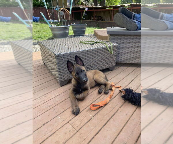 Medium Photo #6 Mutt Puppy For Sale in Imlay City, MI, USA