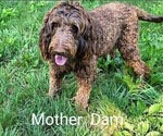 Small Photo #4 Goldendoodle Puppy For Sale in STATESVILLE, NC, USA