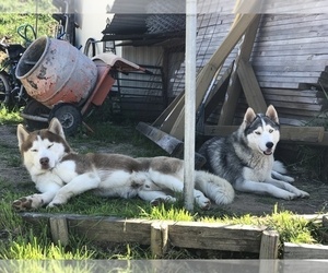 Father of the Siberian Husky puppies born on 03/12/2019