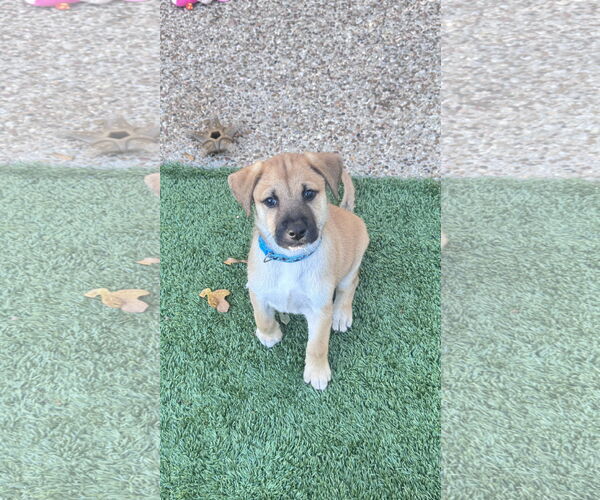 Medium Photo #3 Labrador Retriever-Unknown Mix Puppy For Sale in Fort Worth, TX, USA