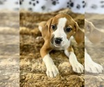 Small #4 Labrador Retriever Mix