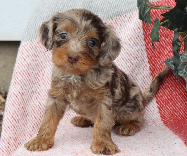 Medium Photo #6 Cavapoo Puppy For Sale in THORP, WI, USA