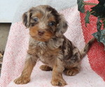 Puppy Lariat Cavapoo