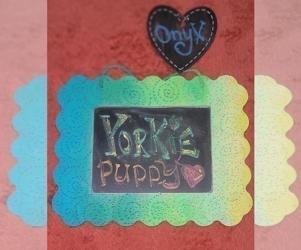 Medium Photo #227 Yorkshire Terrier Puppy For Sale in AKRON, OH, USA