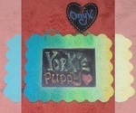 Small Photo #352 Yorkshire Terrier Puppy For Sale in AKRON, OH, USA