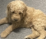 Puppy 3 Goldendoodle