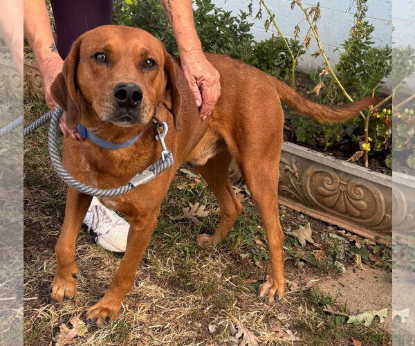 Medium Photo #21 Golden Retriever-Unknown Mix Puppy For Sale in Rustburg, VA, USA